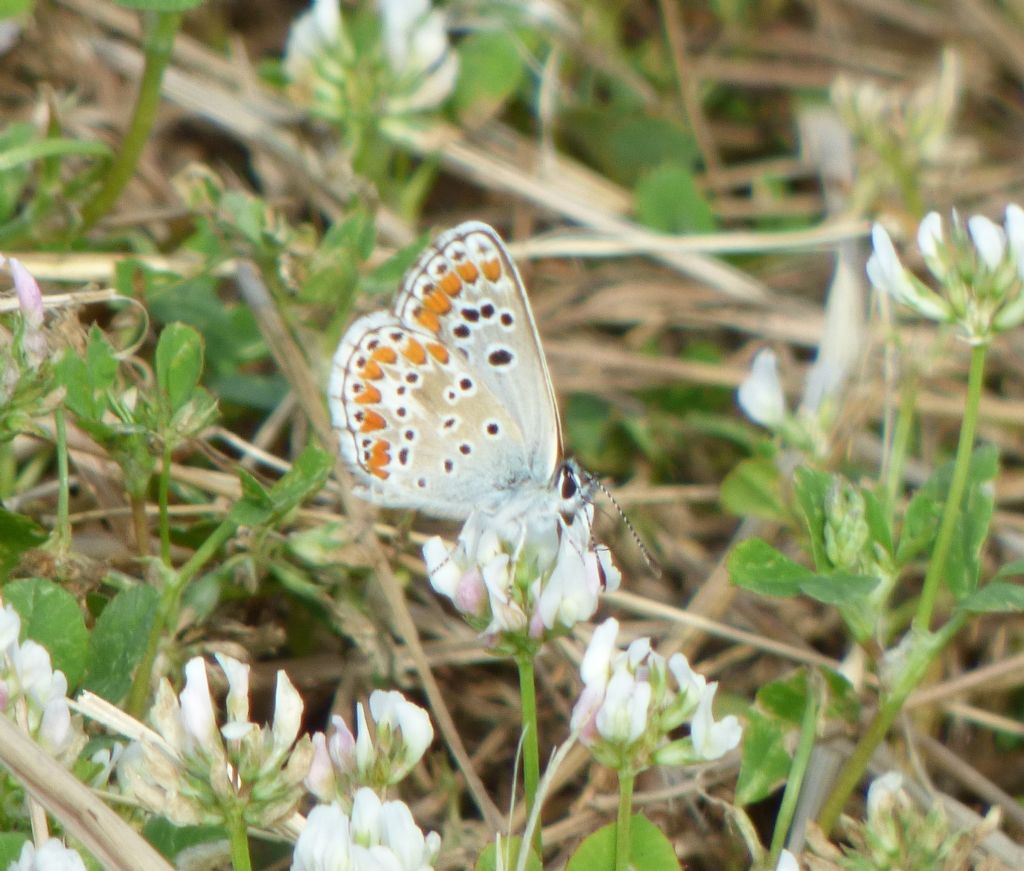 Aricia agestis?